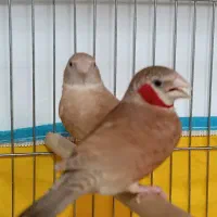 فنج گلو بریده|پرنده|قم, علی آباد سعدگان|دیوار