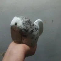 کبوتر شازده عروسک بدون یک پر اضاف