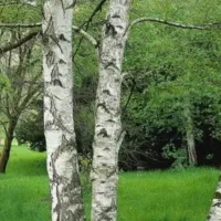 خرید چوب درخت به بالاترین قیمت روز**نقدی**