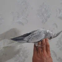 عروس هلندی ایزابلا دستی|پرنده|مشهد, شهرک امام هادی (شهرک غرب)|دیوار