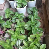 گلهای طبیعی ارسال رایگان