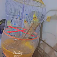 عروس هلندی|پرنده|قائن, |دیوار