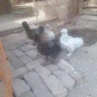 جوجه ابریشمی