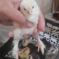 فروش جوجه یک روزه دیلگونی اصل موجود شد