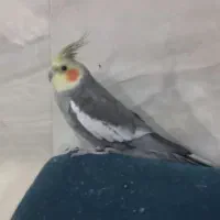 عروس هلندی نر
