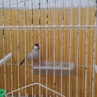 فنچ شکلاتی نر|پرنده|برازجان, |دیوار