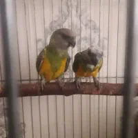 فروش یک جفت سنگال