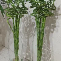 لاکی بامبو جوانه/ بامبو تایلندی 120 سانتی