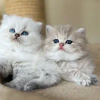 گربه بریتیش  ان واع کد رنگی چشم آبی و سبز