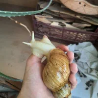 آچاتینا