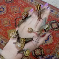 حلزون اسکارگو
