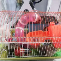 همستر|موش و خرگوش|پردیس, فاز ۵|دیوار