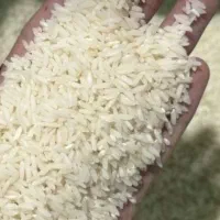 800 کیلو برنج طارم هاشمی|خوردنی و آشامیدنی|بابلسر, |دیوار