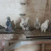کفتر پرشی