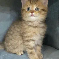 گربه بریتیش نر