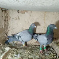 سه جفت سبز و سفید سرخ