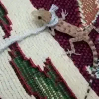 واگذاری حیوان خانگی