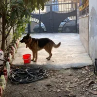 سگ ژرمن شپرد|سگ|نوشهر, |دیوار