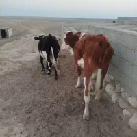 3راس تلیسه جنس خوب