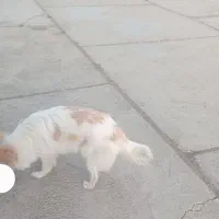 واگذاری سگ پامرین روباهی