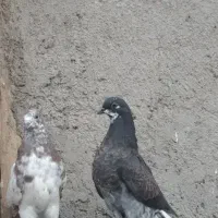 کبوترجوجه جیر پرشی نشون دار