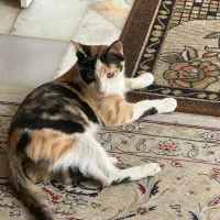 گربه ماده