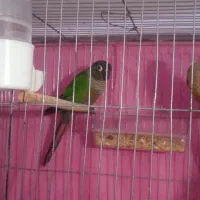 گرینچیک مولد خوشکل|پرنده|ابهر, |دیوار