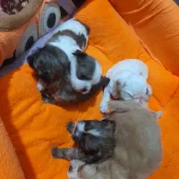 واگذاری توله شیتزو