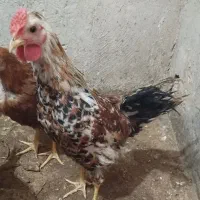 جوجه مرغ و خروس جوان