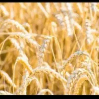 فروش-زمین-کشاورزی-دیم-روستا-خیرآباد