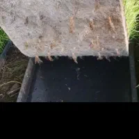 نشاه هاشمی پرپشت اماده نشا
