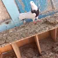کبوتر طوقی