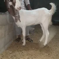 فروش بزغاله پاکستانی اصل