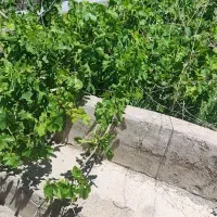 باغ انگور با اتاق و استخر روستای مزلقان