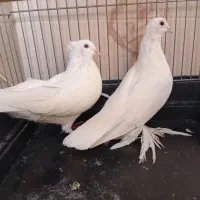 یک جفت کبوتر سفید کاکلی و پرپا