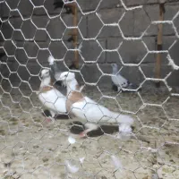 کببوترشامی