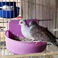 پرنده زینتی خانگی تزئینی ، کبوتر ، قناری ، طوطی