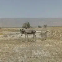 الاغ|حیوانات مزرعه|جناح, |دیوار