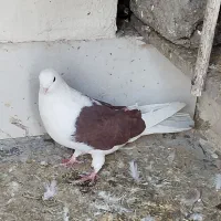 پشتار نر|پرنده|اردبیل, |دیوار