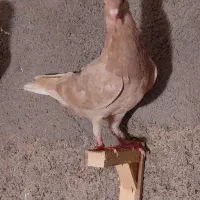 کفتررنگه مقبول خوشگل