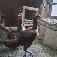 فروش مرغ لاری۵عدد سالم جوان