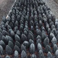 برگ ریشه دار زاموفیلیا بلک