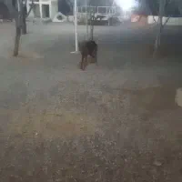 سگ ژرمن|سگ|کرمان, |دیوار