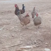 فروش مرغ و کبوتر