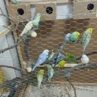 مرغ عشق|پرنده|مریوان, |دیوار