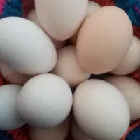 تخم مرغ نطفه دار مرندی و محلی