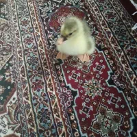 جوجه غاز یک الی دو روزه‌ درجه سالم