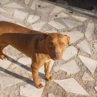 توله سگ|سگ|شهرضا, |دیوار