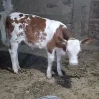 گوساله نر|حیوانات مزرعه|بجنورد, |دیوار