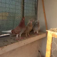 پرنده دم سفید کبوتر|پرنده|گنبد کاووس, |دیوار